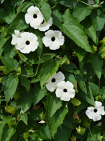 Thunbergia alata White